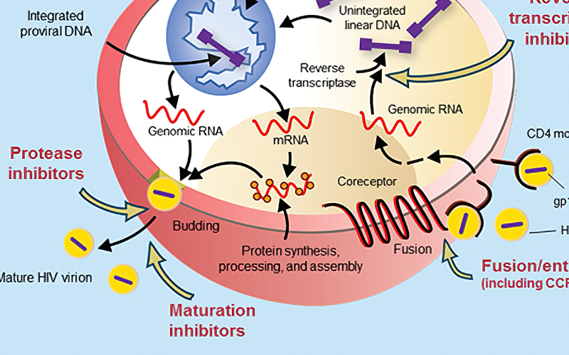 抗HIV薬療法の概要